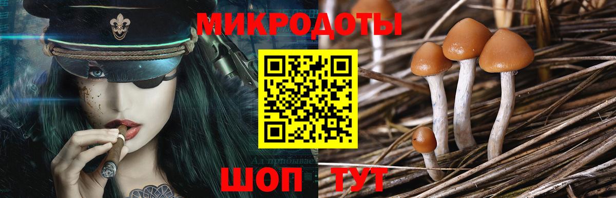 Псилоцибиновые грибы Psilocybine cubensis Балтийск